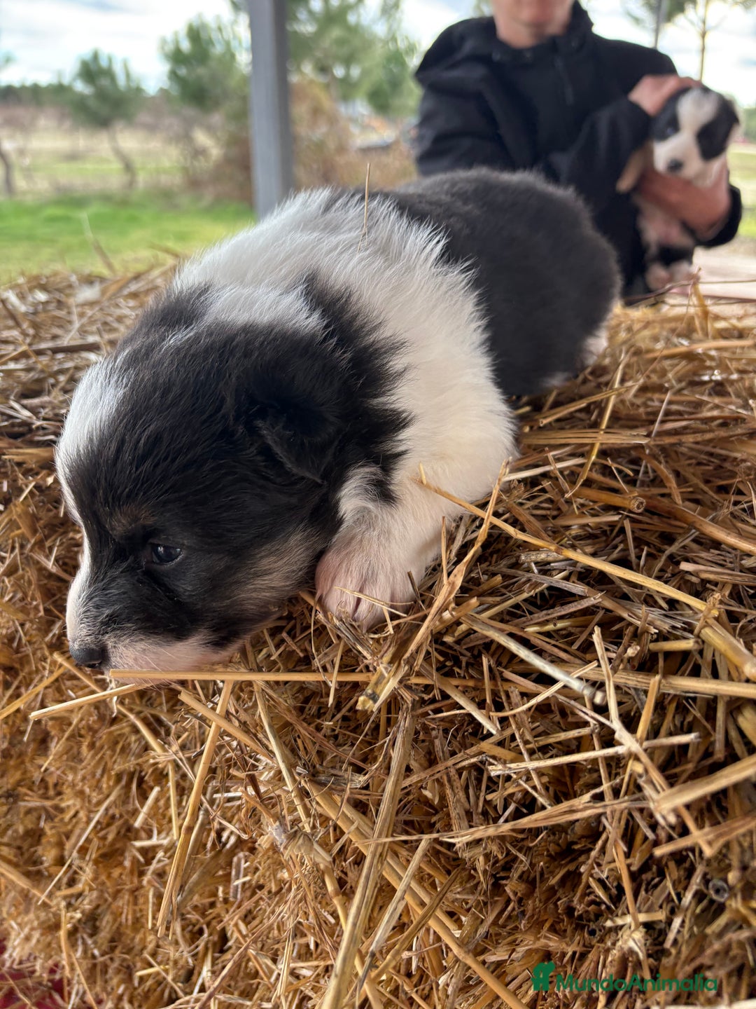 Border Collie perros en venta: Linda hembra de Border  collie  - Anuncio 4