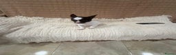 Chihuahua perros en venta: Chihuahua rusa blanca chocolate  - Anuncio 8