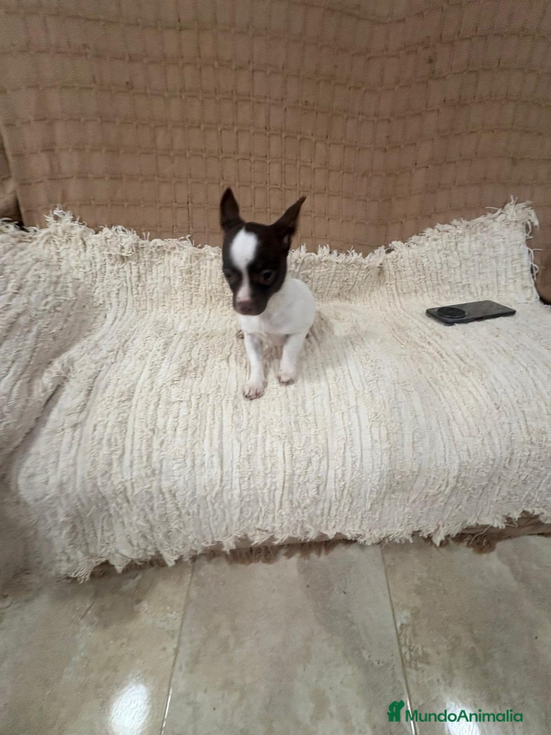 Chihuahua perros en venta: Chihuahua rusa blanca chocolate  - Anuncio 8