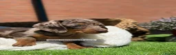 Teckel Miniatura perros en venta: TECKEL ARLEQUIN CHOCOLATE - Anuncio 2