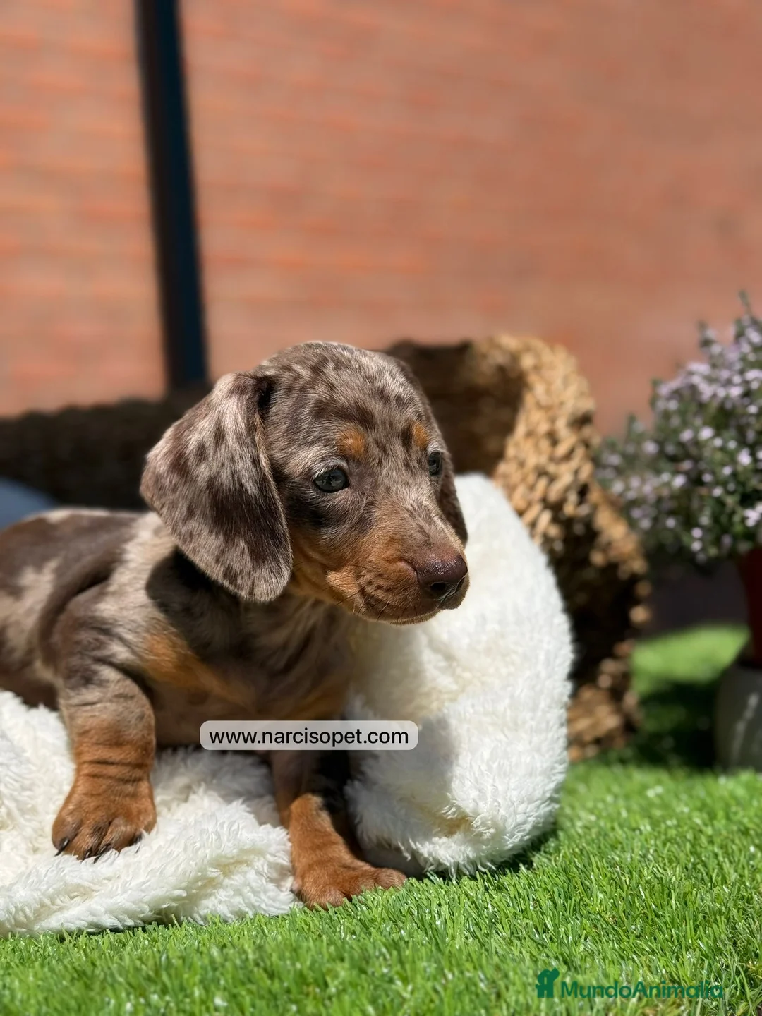 Teckel Miniatura perros en venta: TECKEL ARLEQUIN CHOCOLATE - Anuncio 2