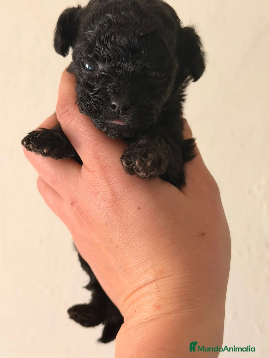 Caniche Toy perros en venta: Caniche Teacup negra  - Anuncio 1