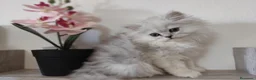 Persa gatos en venta: Persas chinchilla  - Anuncio 9