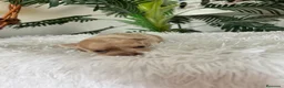 Chihuahua perros en venta: CHIHUAHUA  - Anuncio 7