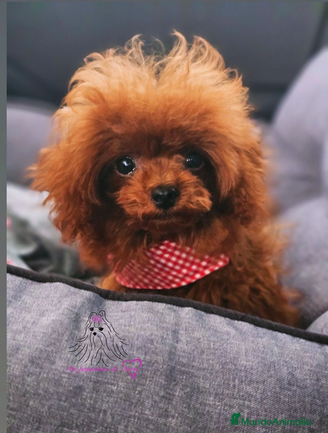 Caniche Toy perros CANICHE ASIÁTICO TEA CUP  - Anuncio 2