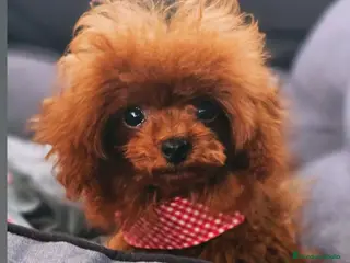 Caniche Toy perros CANICHE ASIÁTICO TEA CUP - Anuncio 1