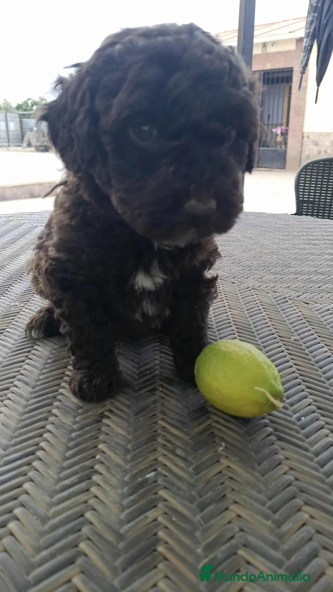 Perro de Agua Español perros en venta: Preciosa perra de agua chocolate 🩷🐾🐶 - Anuncio 2