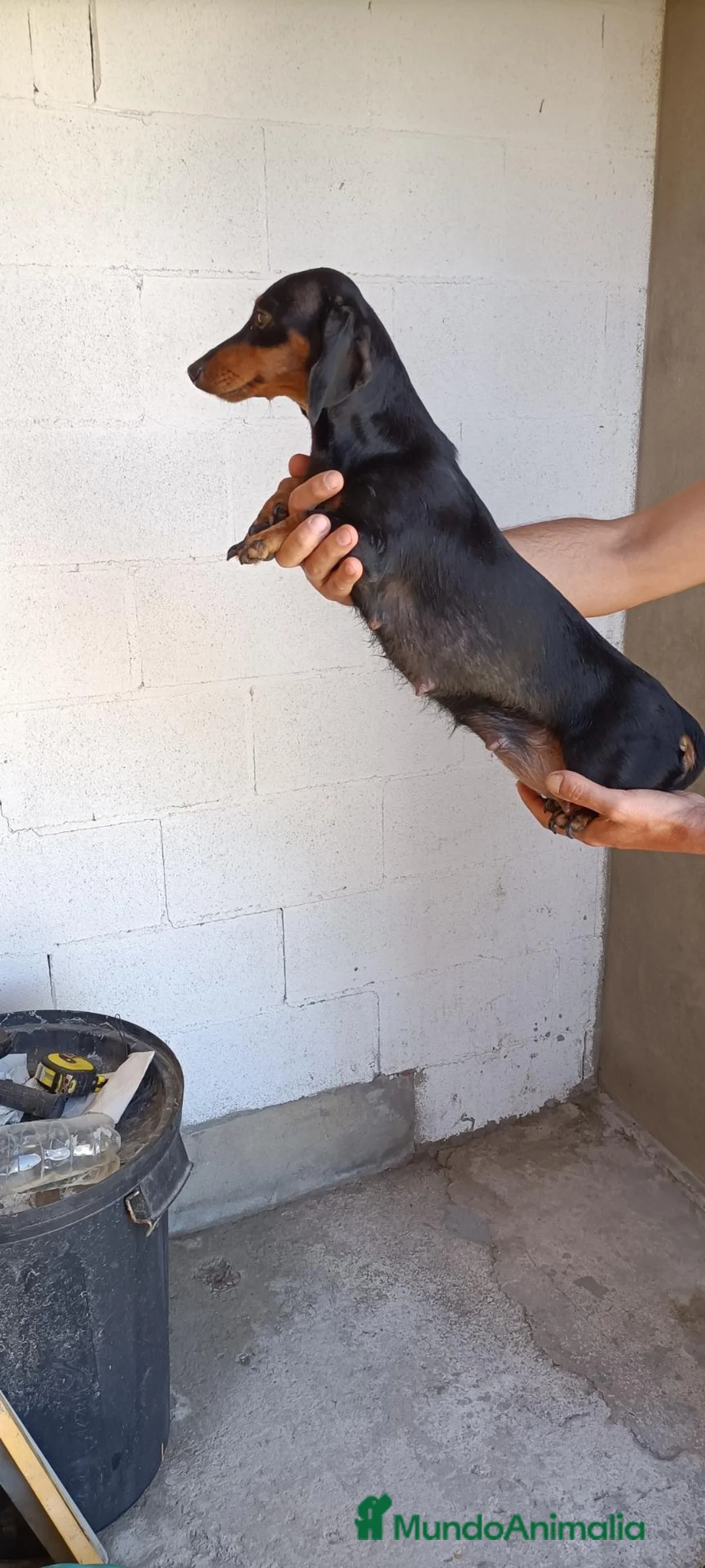 Teckel perros en venta: Teckel  - Anuncio 1
