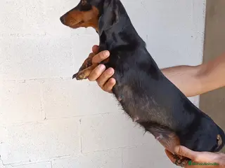 Teckel perros Teckel - Anuncio 3