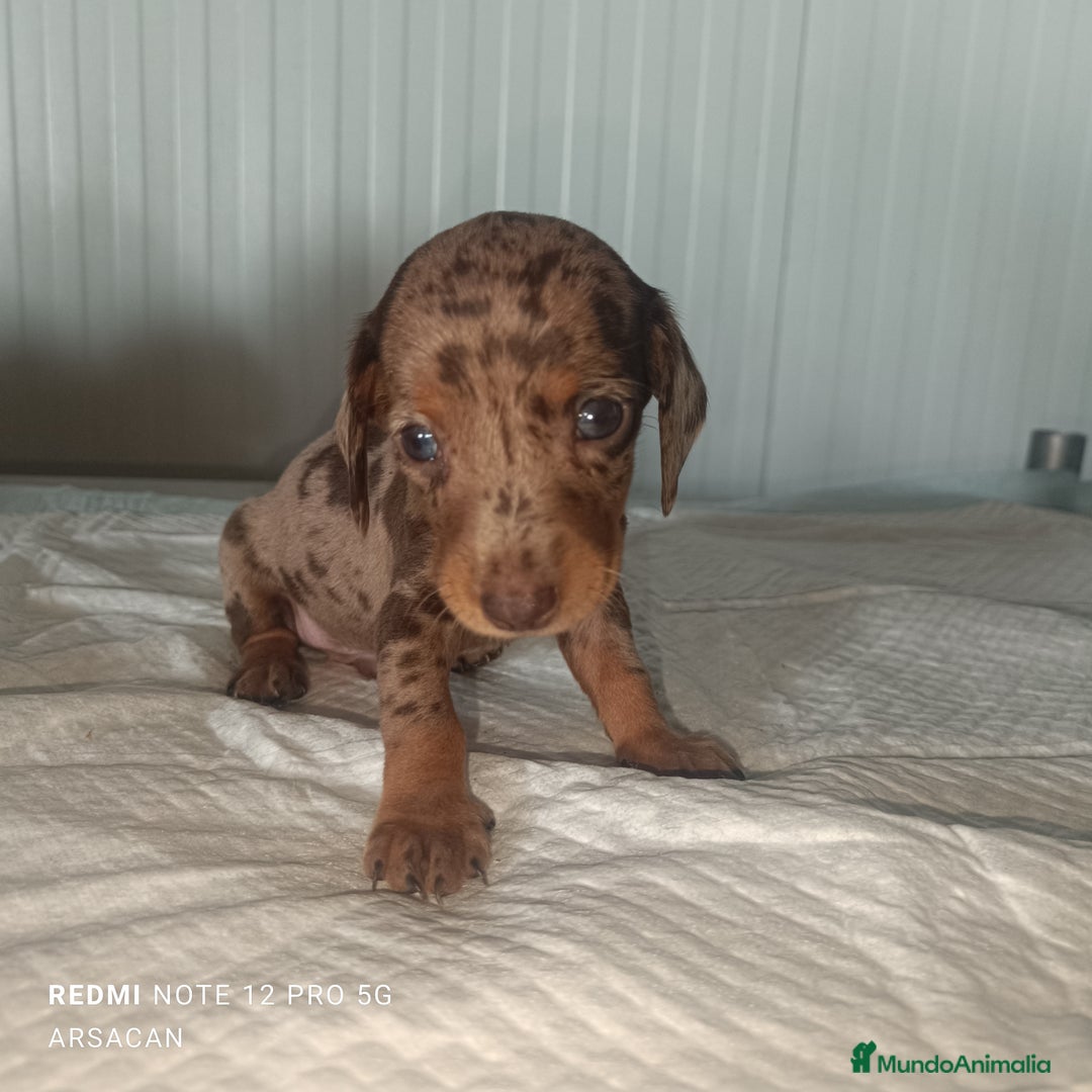 Teckel Miniatura perros en venta: Teckel Kaninchen  - Imagen 1