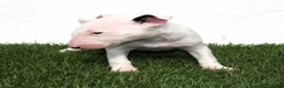 Bull Terrier perros en venta: Bull Terrier  - Anuncio 7
