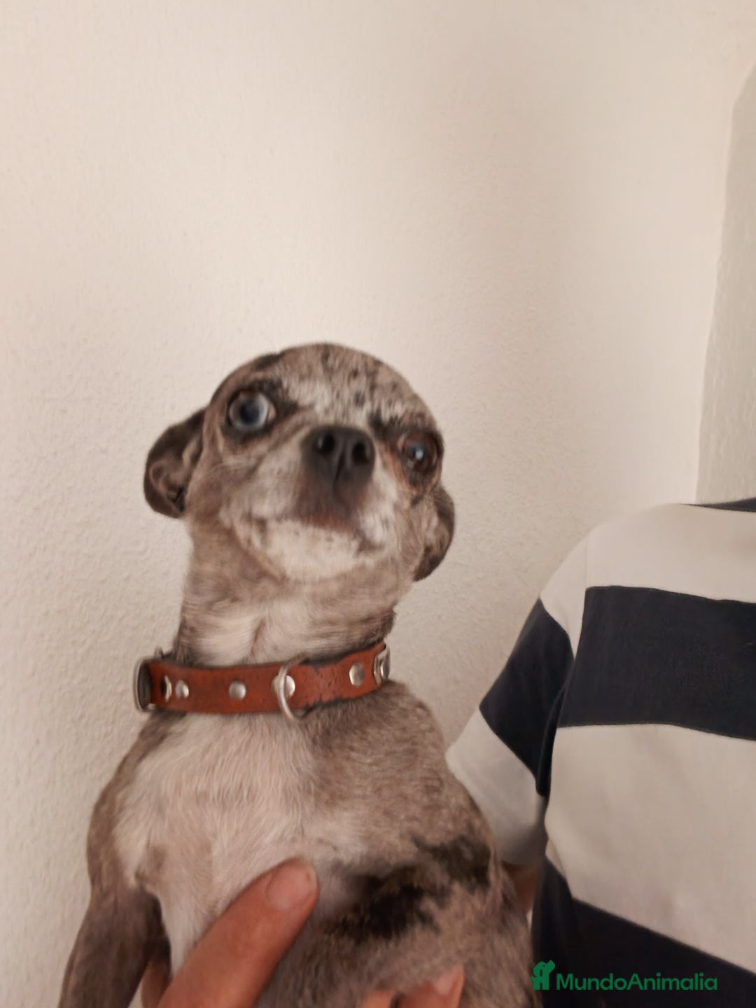 Chihuahua perros en venta: Chihuahua macho - Imagen 3