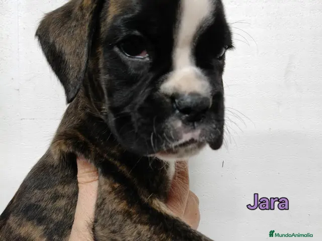 Boxer perros en venta: Camada " J " del Pimpanón - Anuncio 1