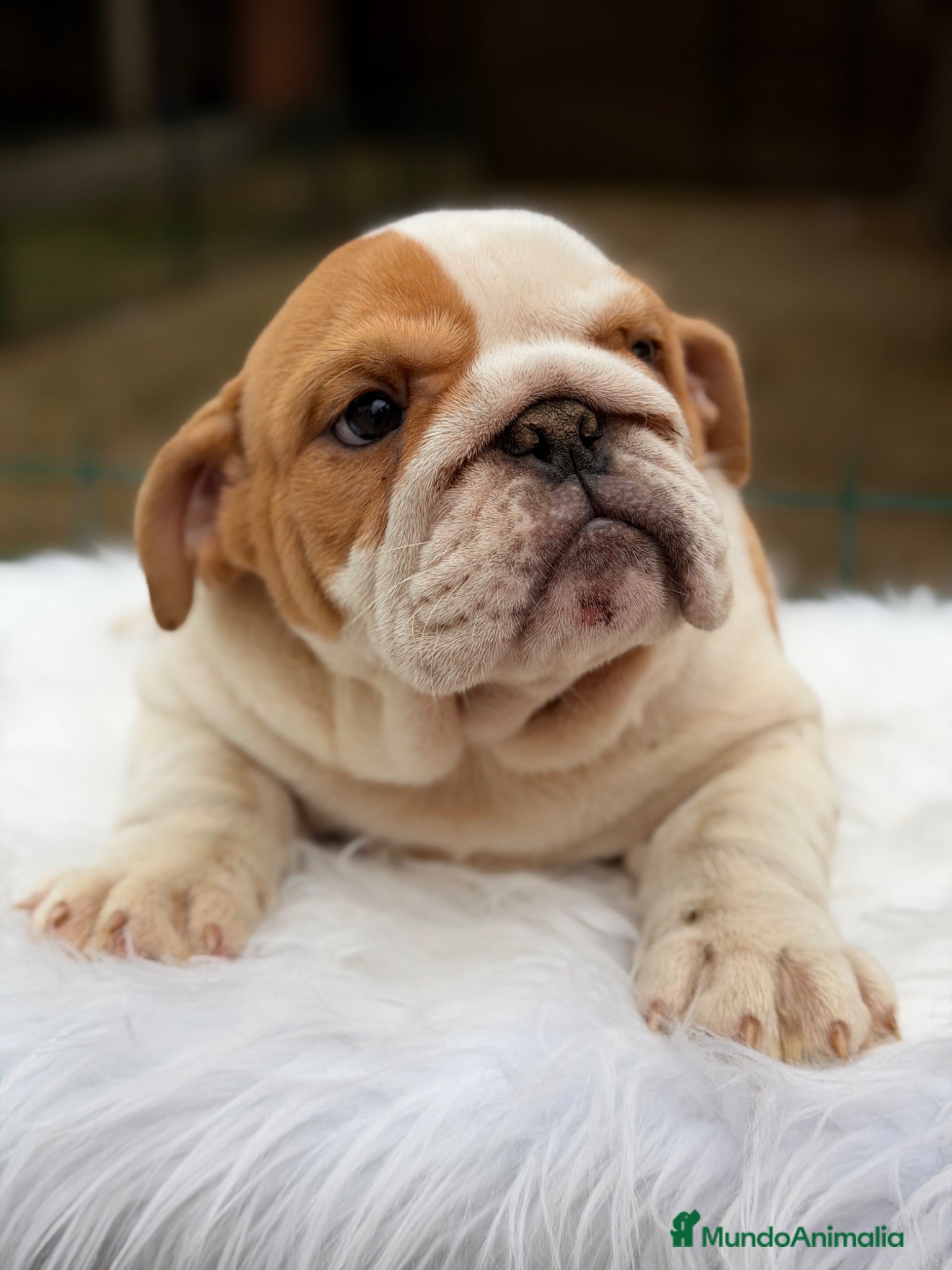 Bulldog Inglés perros Bulldog inglés de calidad  - Anuncio 1