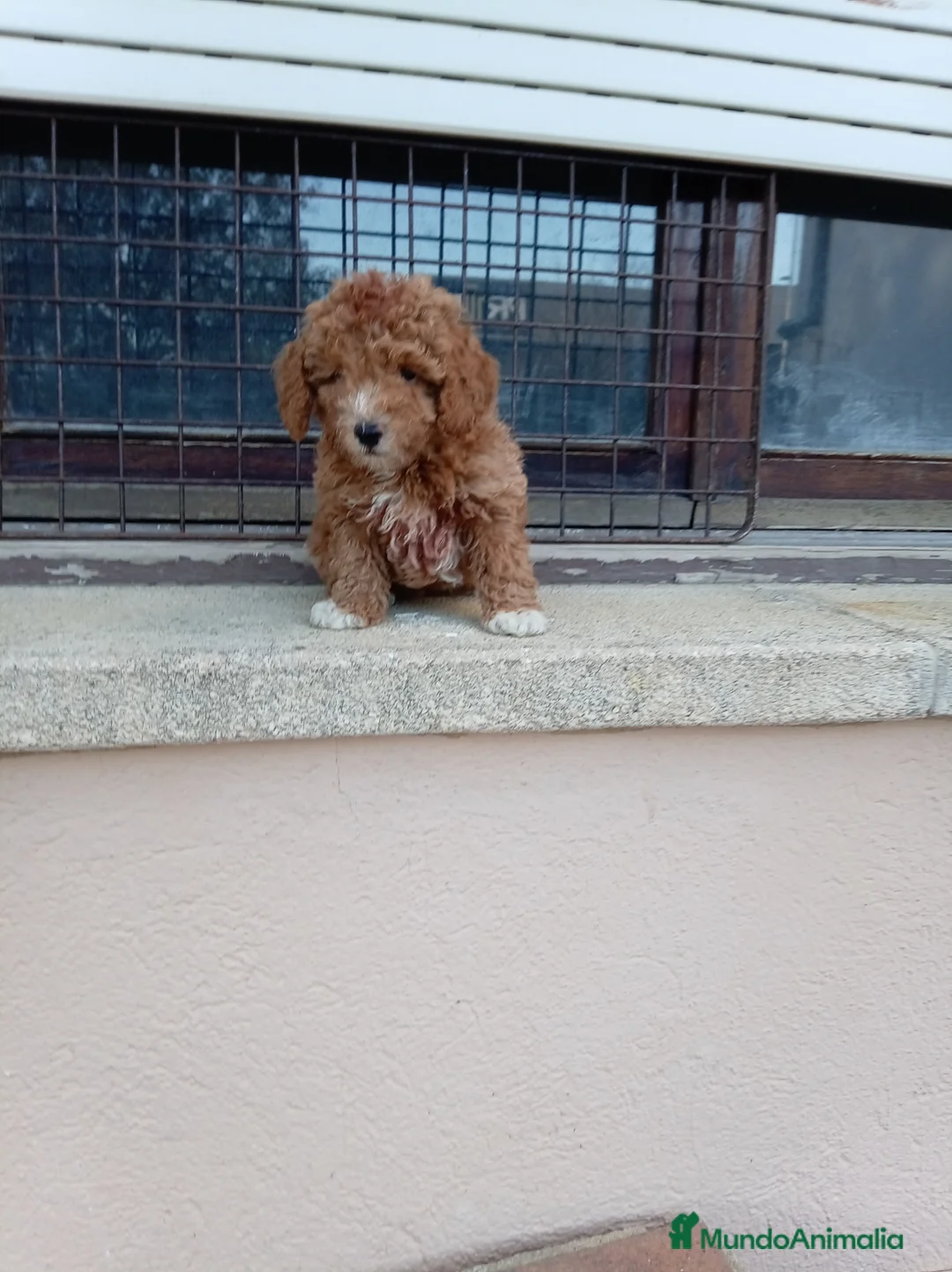 Maltipoo perros en venta: Maltipoo - Anuncio 3
