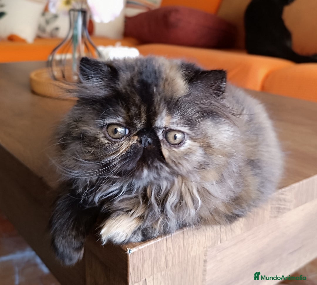 Persa gatos en venta: Persa Tortuga negra - Anuncio 6