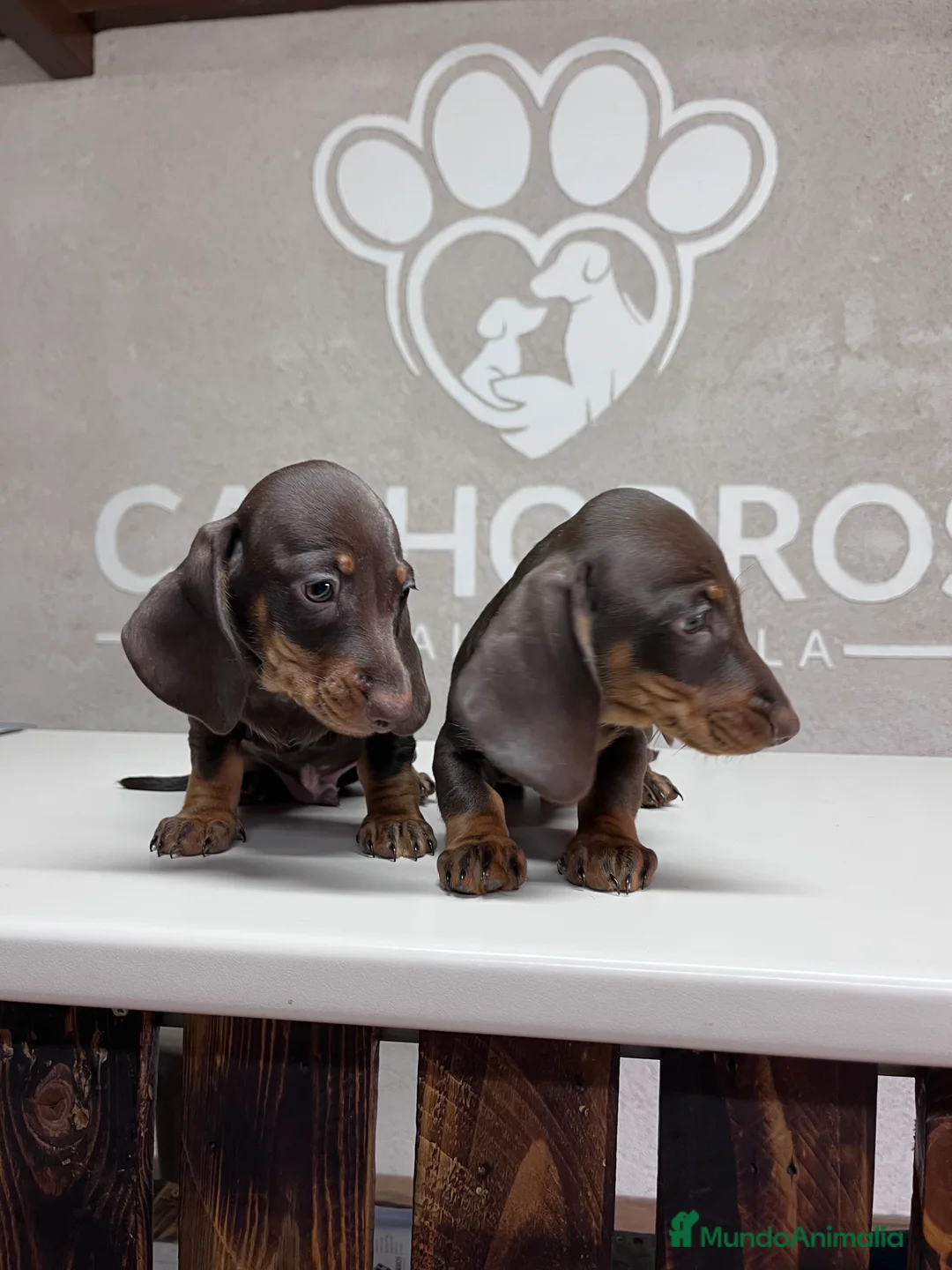 Teckel perros en venta: Teckel chocolate  - Anuncio 4
