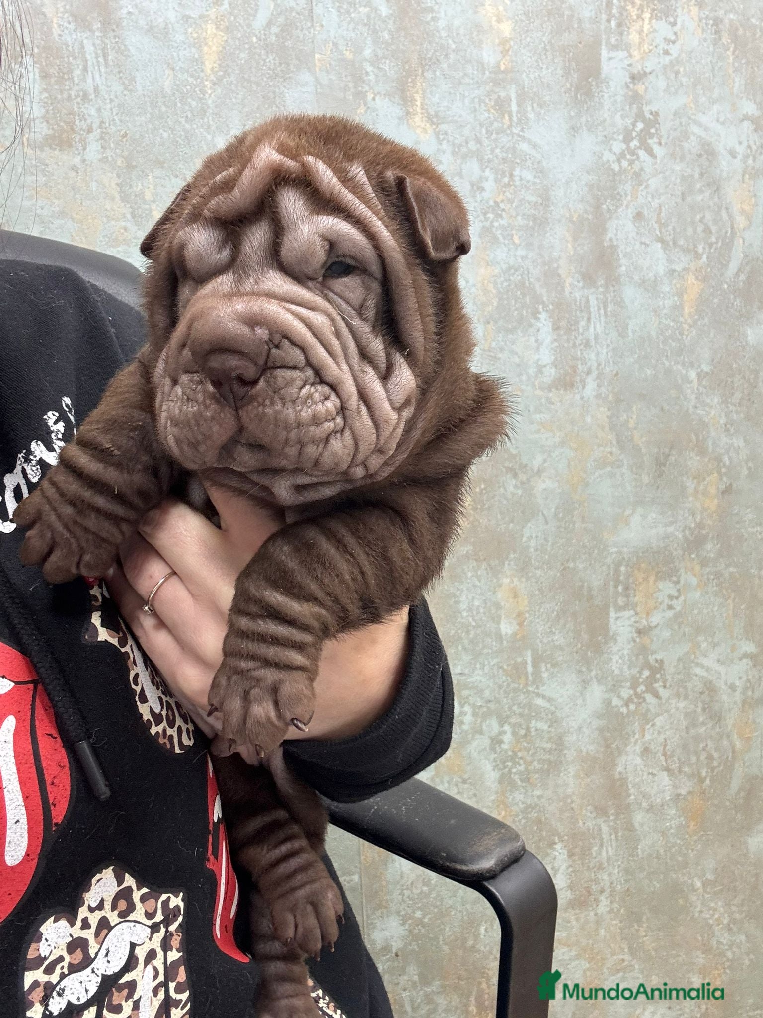 Shar Pei perros CACHORRITOS SHAR PEI CALIDAD - Anuncio 1