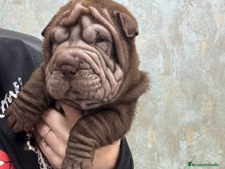 Shar Pei perros CACHORRITOS SHAR PEI CALIDAD - Anuncio 1