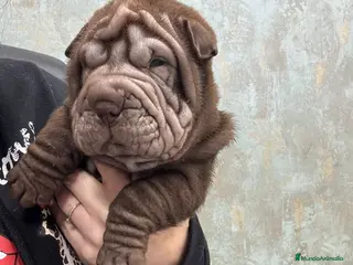 Shar Pei perros CACHORRITOS SHAR PEI CALIDAD - Anuncio 4