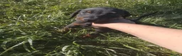 Dobermann perros en venta: Doberman chocolate negro europeo  en Sevilla - Anuncio 7