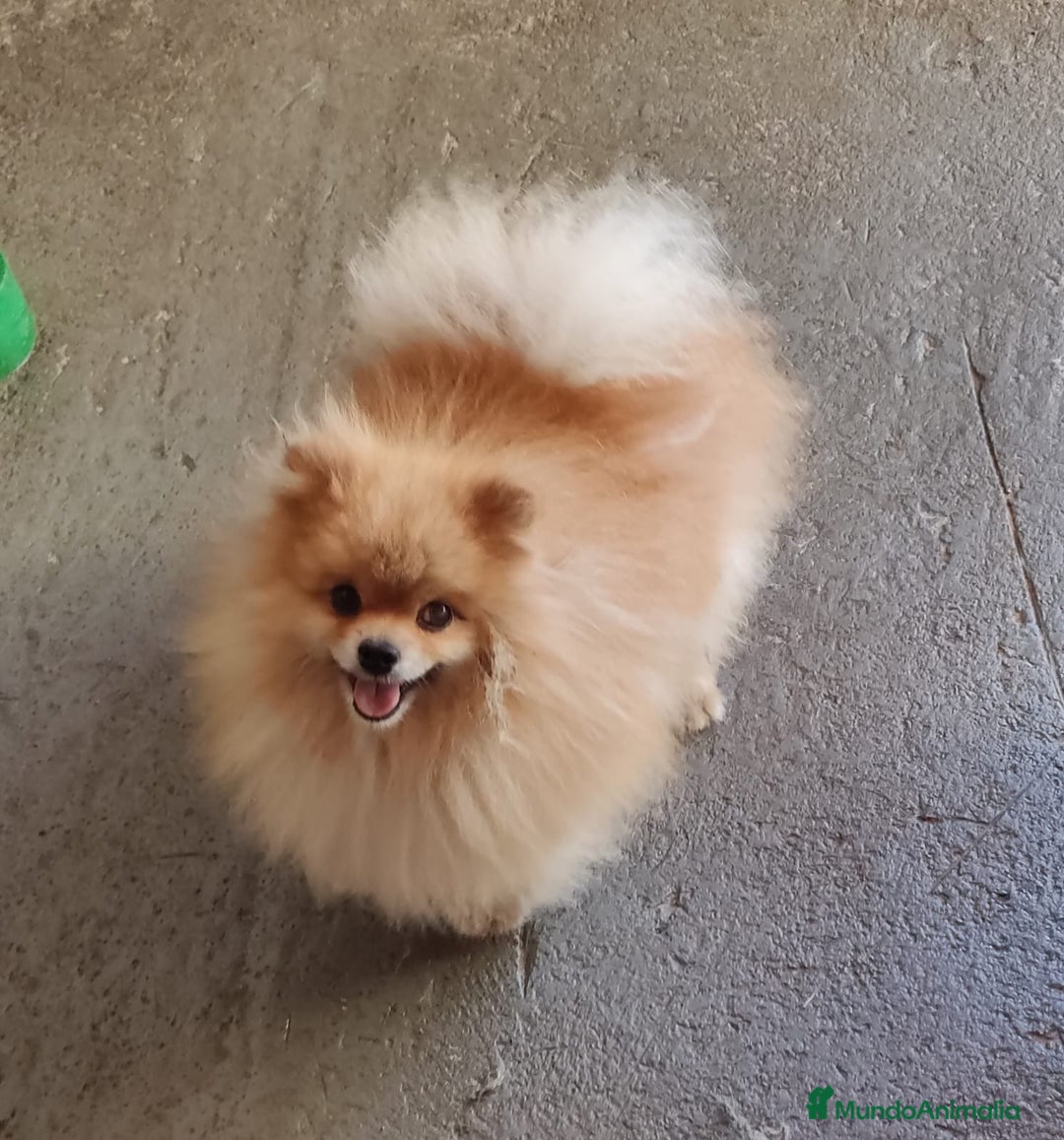 Pomerania perros en venta: LULU POMERANIA LÍNEA RUSA TOY - Anuncio 3