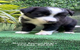 Border Collie perros en venta: Border Collie De Villa Biznaga - Imagen 14
