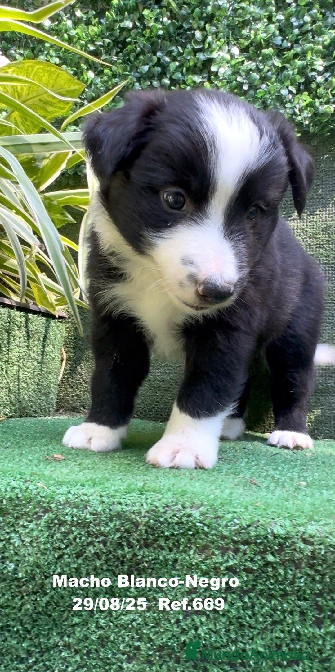 Border Collie perros en venta: Border Collie De Villa Biznaga - Imagen 14