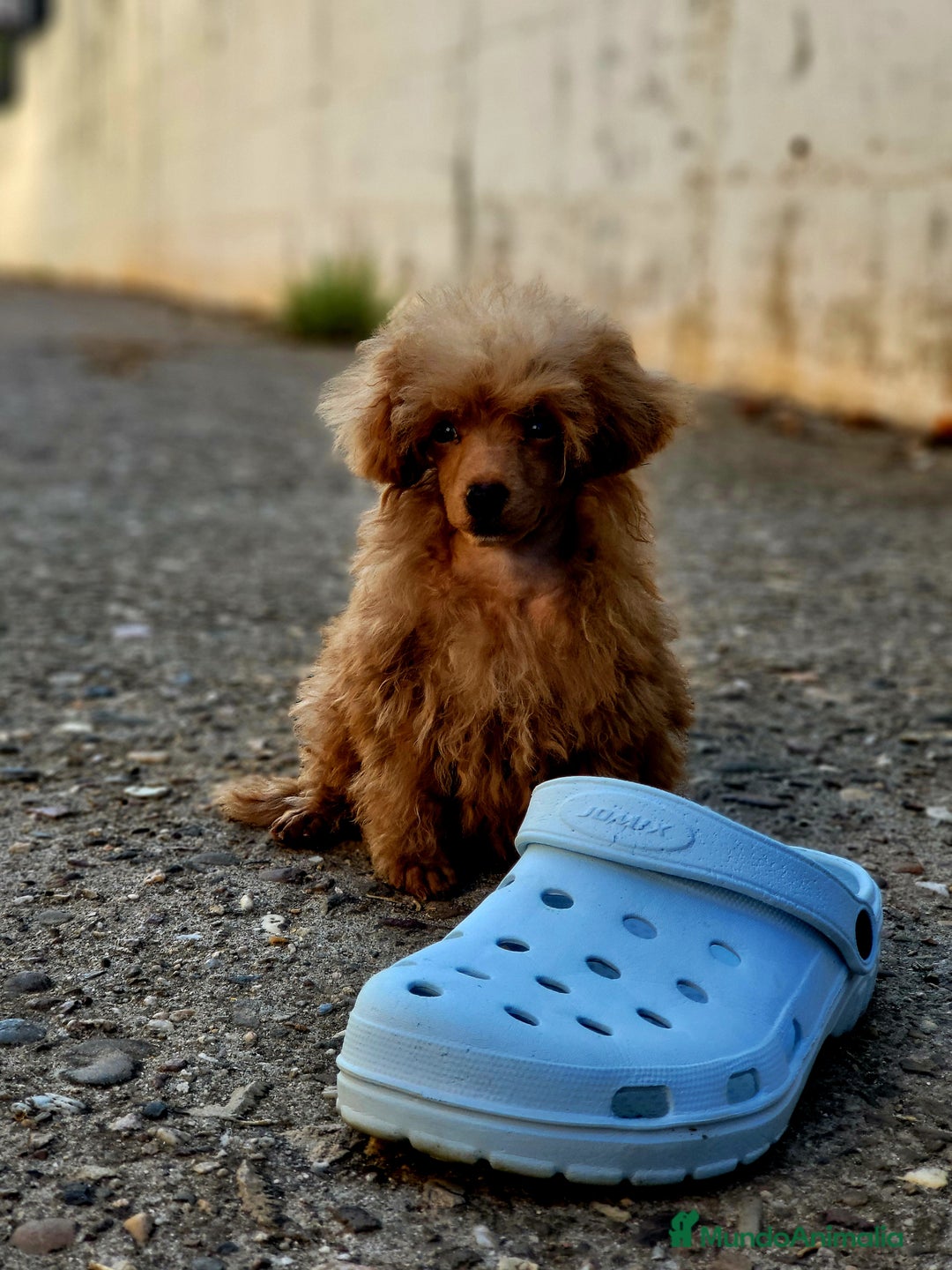Caniche Toy perros en venta: Hembrita diminuta  - Imagen 1