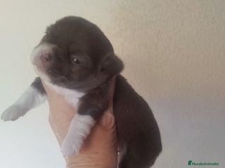 Chihuahua perros CHIHUAHUA TOY HEMBRA EXCLUSIVA - Anuncio 1