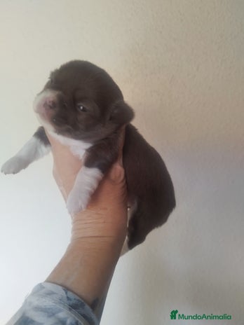 Chihuahua perros CHIHUAHUA TOY HEMBRA EXCLUSIVA - Anuncio 1