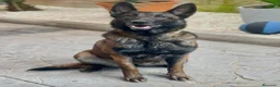 Pastor Belga Malinois perros en venta: MALINOIS LÍNEA DE TRABAJO PADRES POLICÍAS  en Barcelona - Anuncio 7