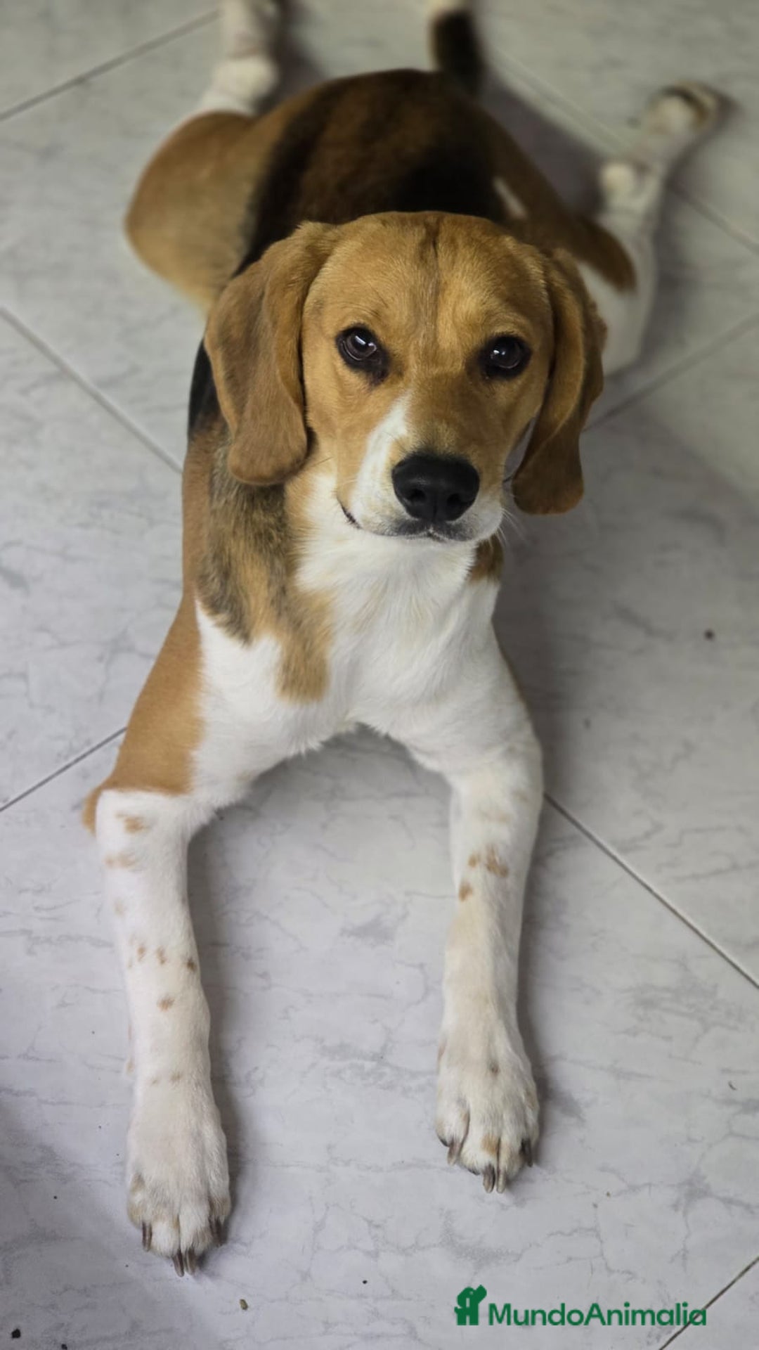 Beagle perros en venta: BEAGLES - Anuncio 2
