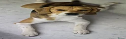 Beagle perros en venta: BEAGLES - Anuncio 2
