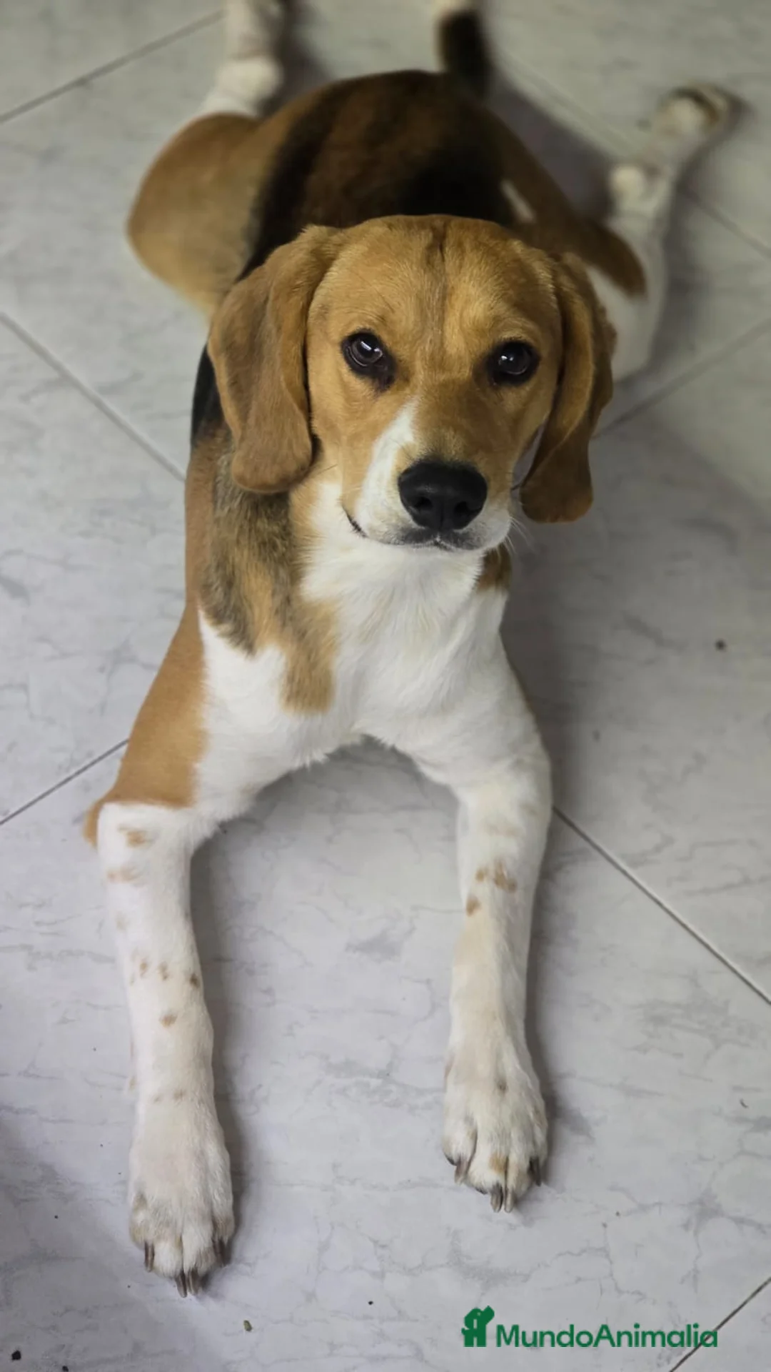Beagle perros en venta: BEAGLES - Anuncio 2