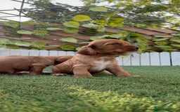 Cocker Spaniel Inglés perros en venta: COCKER SPANIEL INGLES MACHO  - Imagen 5