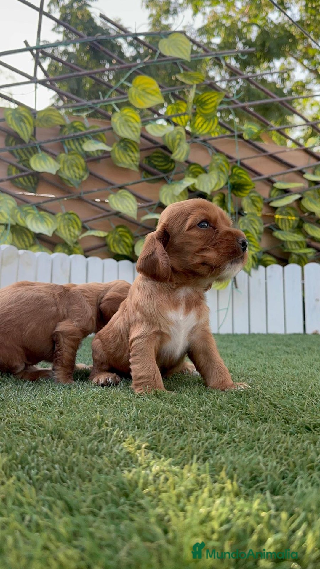 Cocker Spaniel Inglés perros en venta: COCKER SPANIEL INGLES MACHO  - Imagen 5