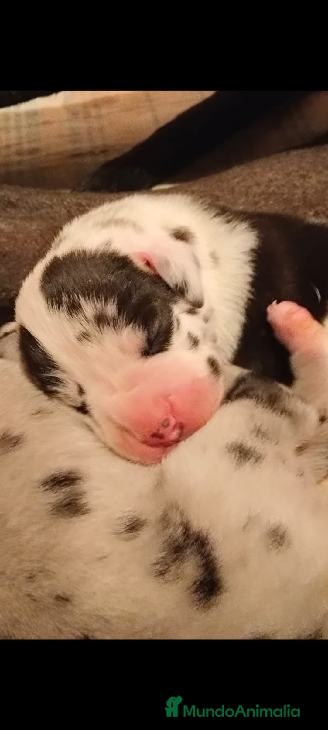 Dogo Alemán perros en venta: Preciosa camada de dogo alemán  - Imagen 8