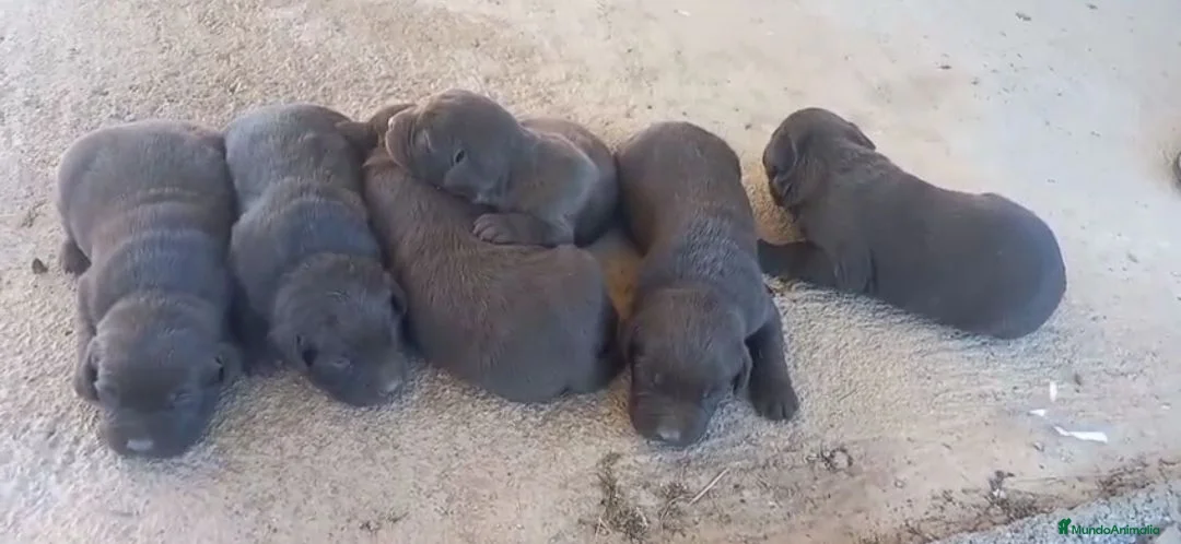 Labrador Retriever perros en venta: Cachorros de Labrador chocolate  - Anuncio 2