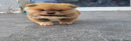 Akita Inu perros en venta: AKITA INU - Anuncio 4