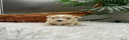 Maltipoo perros en venta: MALTIPOO - Anuncio 32