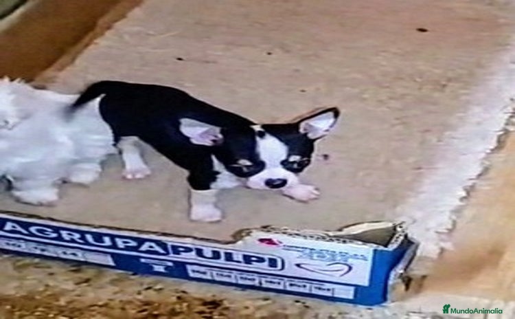 Chihuahua perros - Anuncio 1