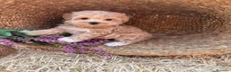 Maltipoo perros en venta: Maltipoo  - Anuncio 9