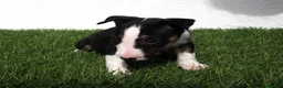 Bull Terrier perros en venta: Bull Terrier  - Anuncio 22