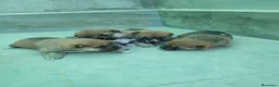 Shiba Inu perros en venta: SHIBA INU - Anuncio 1