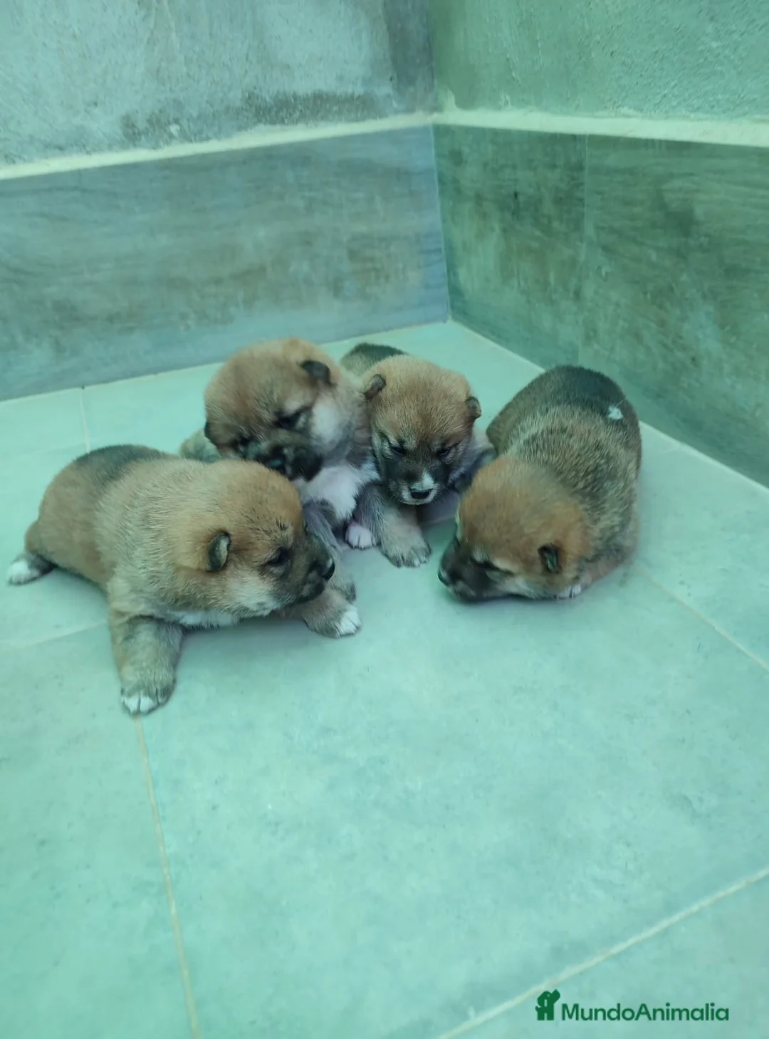 Shiba Inu perros en venta: SHIBA INU - Anuncio 1