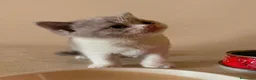 Británico de Pelo Corto gatos en venta: GATOS BRITANICO PELO CORTO BICOLOR - Anuncio 3