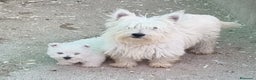 West Highland White Terrier perros en venta: Westy en Cáceres - Anuncio 4