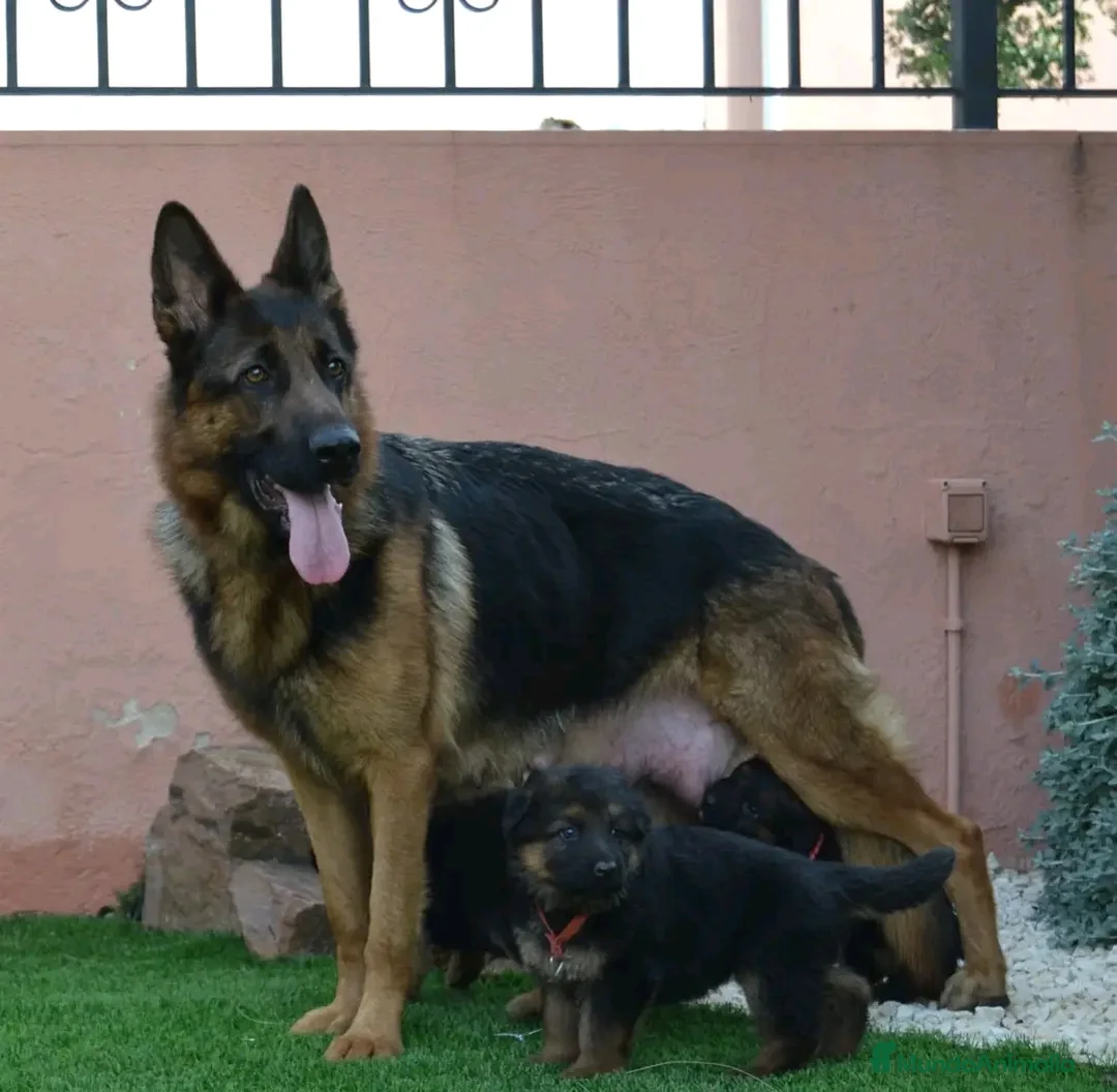 Pastor Alemán perros en venta: Cachorros pastor aleman disponibles - Anuncio 6