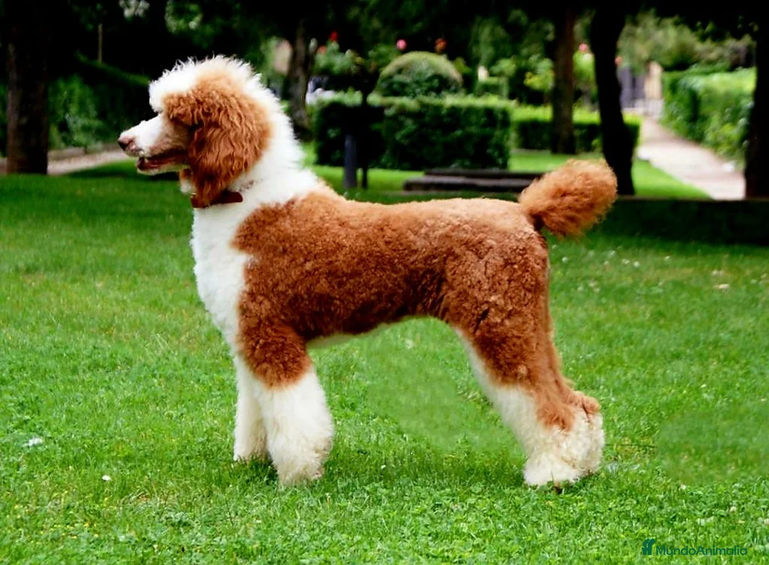 Imagen de galería {{count}}